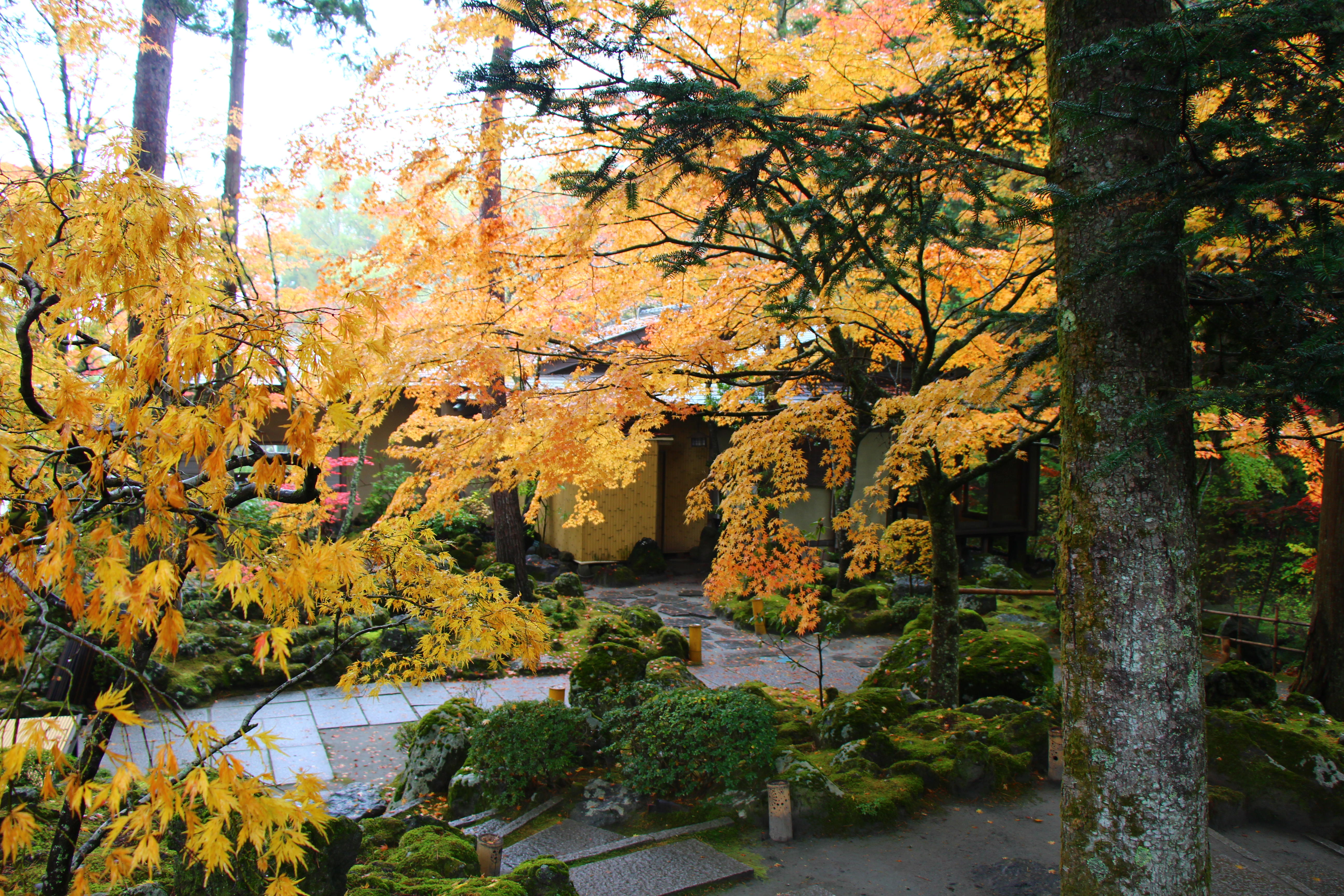 2024年庭園の紅葉情報（最終）｜新着情報｜富士山の見える温泉旅館